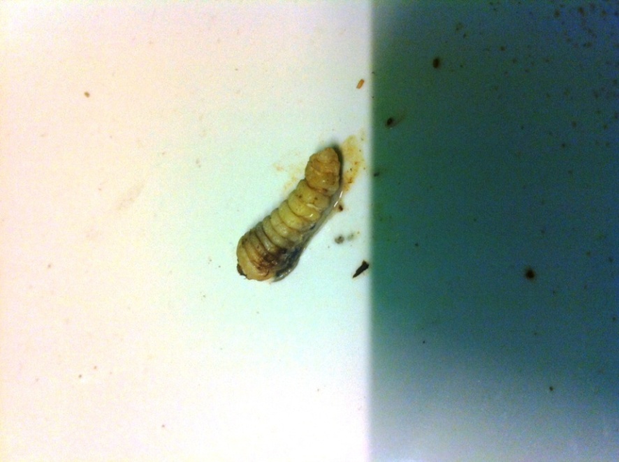 Larva